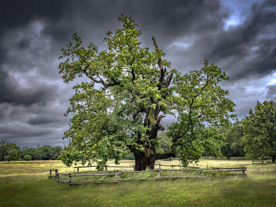 Uralte Eichen, Regenwetter, Sturm, Wolken