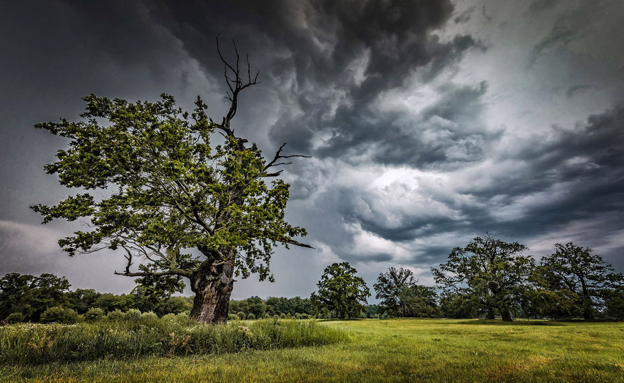 Gewitter über den Dessauer Elbauen