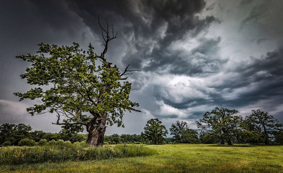 Gewitter über den Dessauer Elbauen