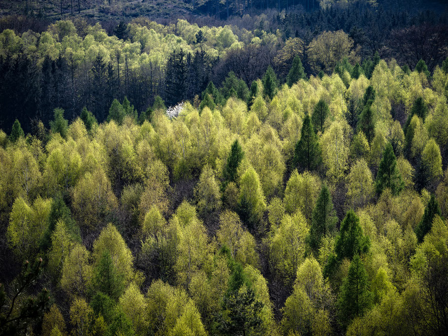 Blick vom Rauenstein - eine Mischung aus Laub- und Nadelbäumen im abendlichen Gegenlicht