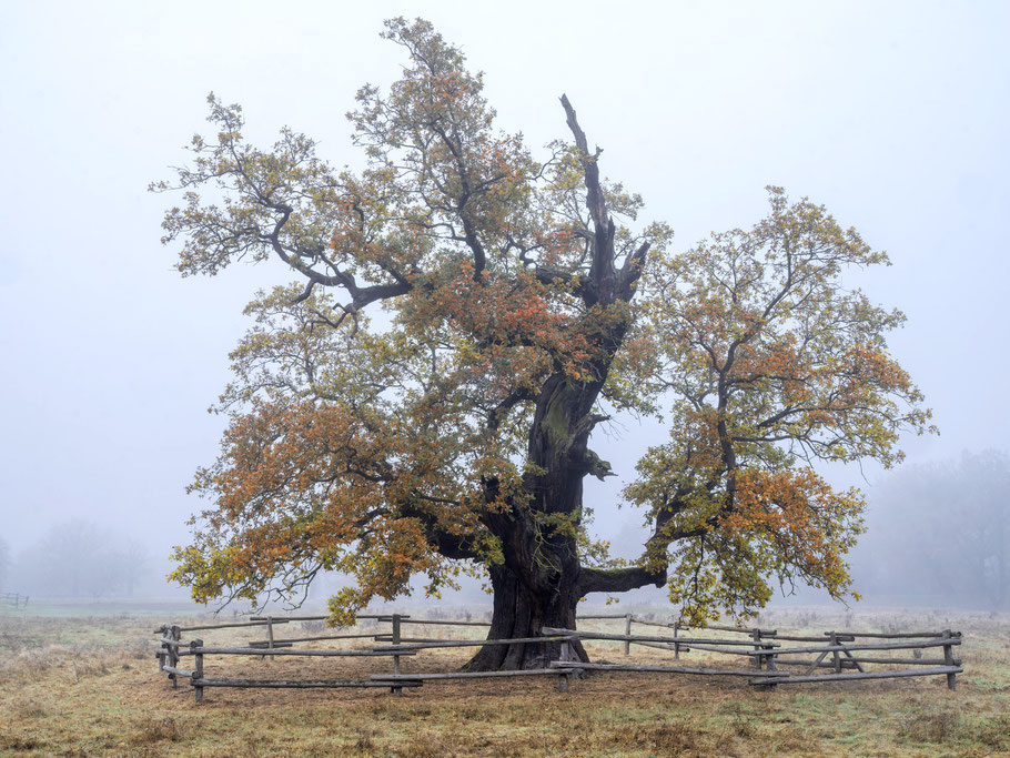 Eiche im Nebel