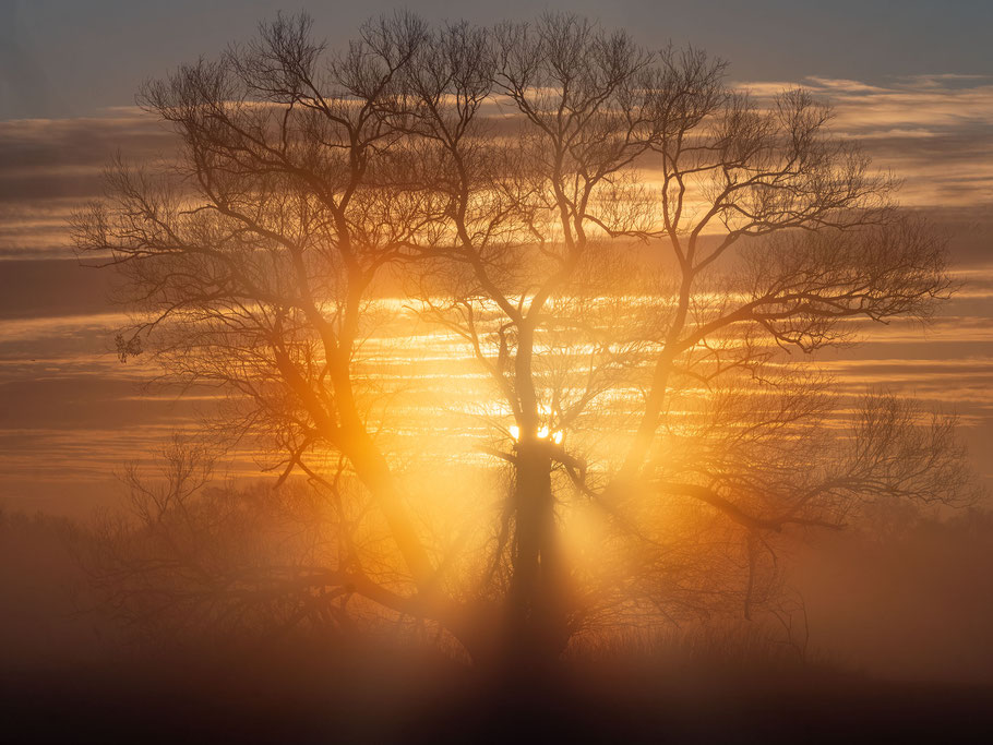 Sonnenaufgang in den Elbauen