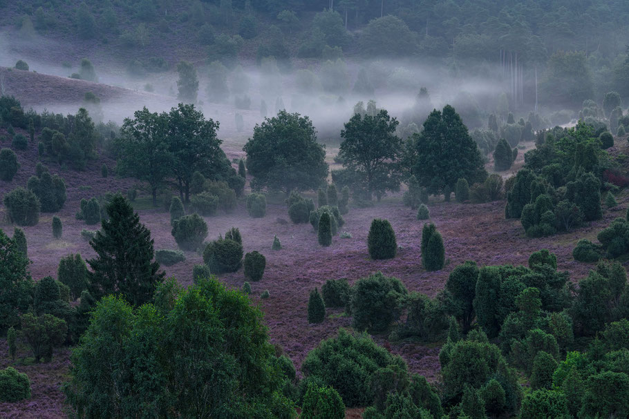 Morgennebel, Lüneburger Heide, Totengrund