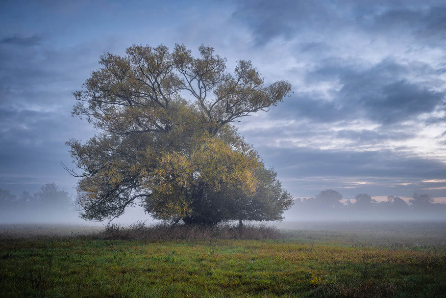 Morgennebel in den Dessauer Elbauen