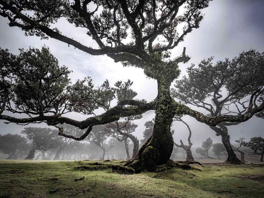 Lorbeerbäume, schönste Location bei Fotoreise nach Madeira