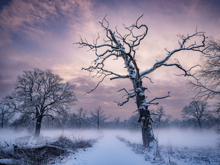 Winterabend in den Elbauen