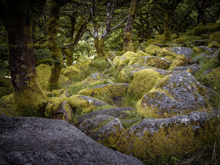 Wistman's Wood in Dartmoor