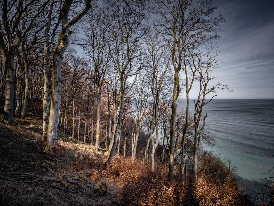 Buchen auf der Kreideküste bei Sassnitz