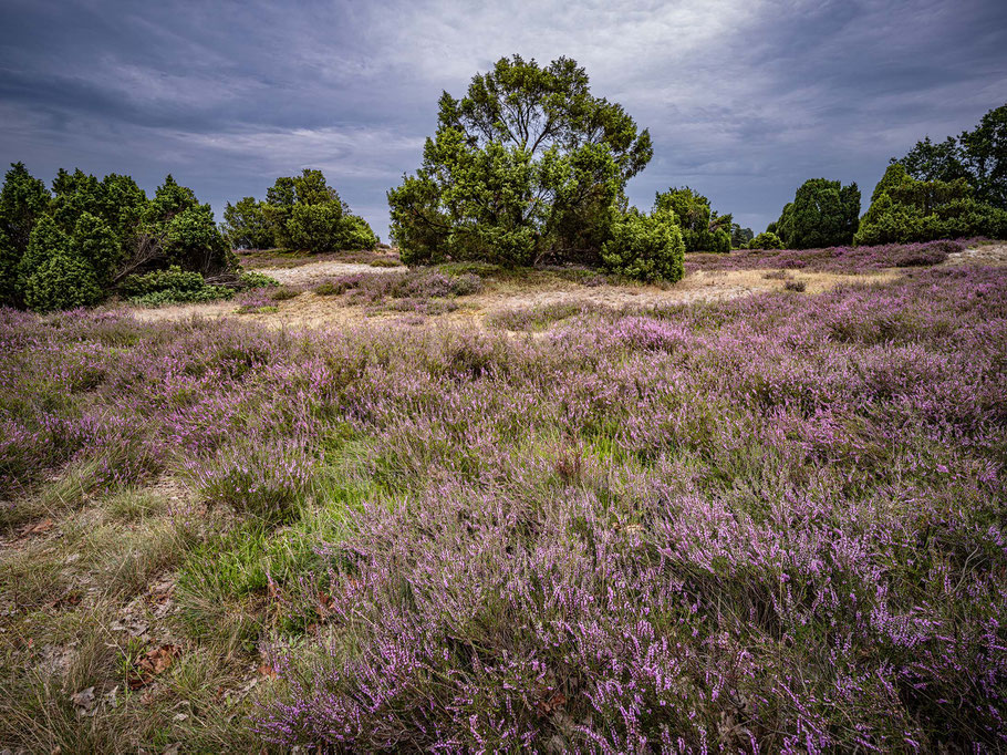 Blühende Heide bei Wilsede