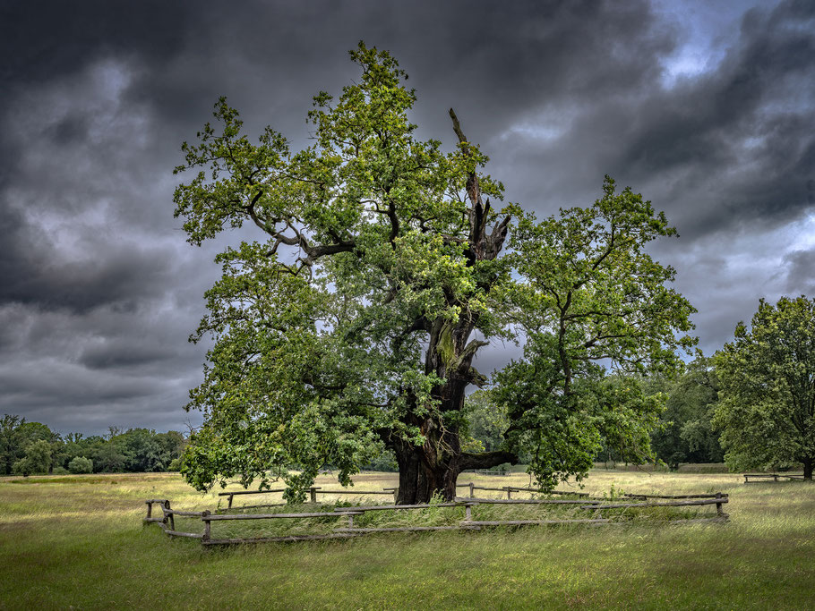 Eichen, Regen, Wolken
