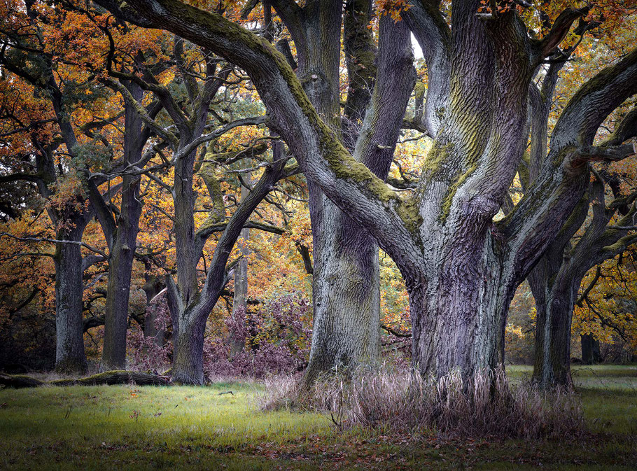 Die Baumriesen im Auenwald bei Dessau - ein tolles Fotowochenende für Landschaftsfotografen