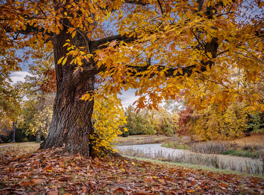 Herbst im Luisium