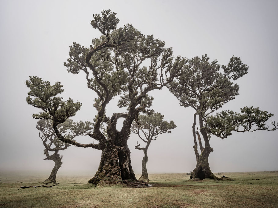 Höhepunkte bei unserer Fotoreise nach Madeira, Feenwald von Fanal, Lorbeerbäume