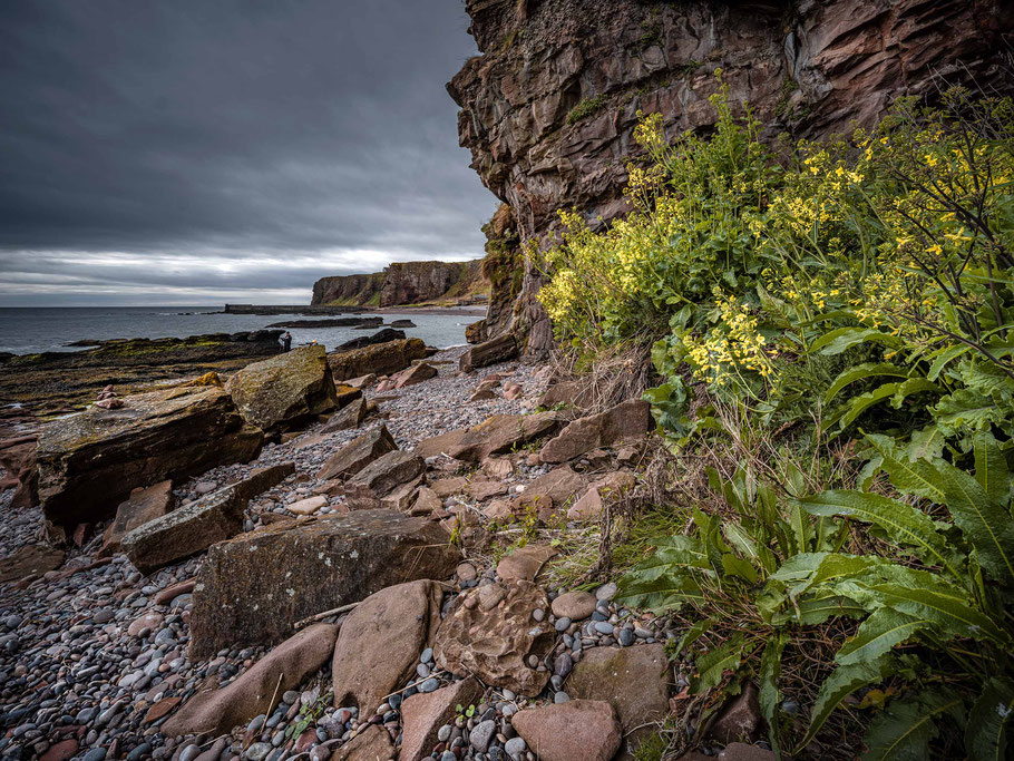 Auchmithie Bay