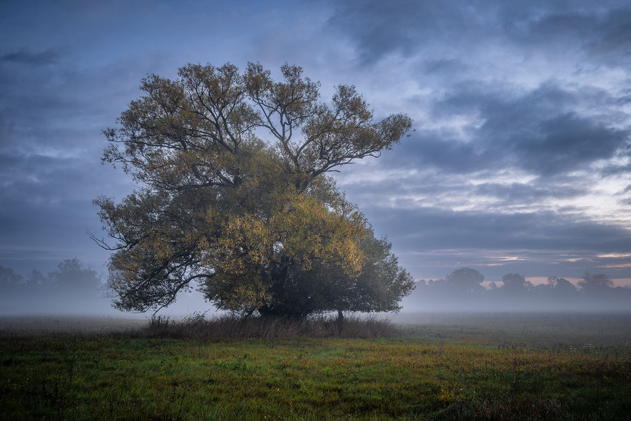 Herbstnebel in den Elbauen