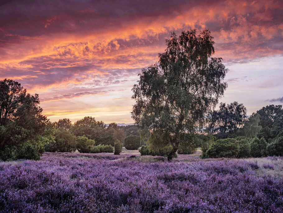 Abendrot in der Lüneburger Heide bei Wilsede