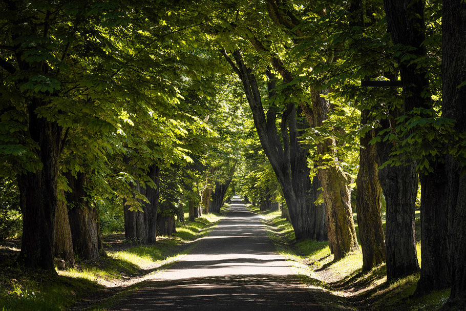 Putbus, Schlosspark, Allee