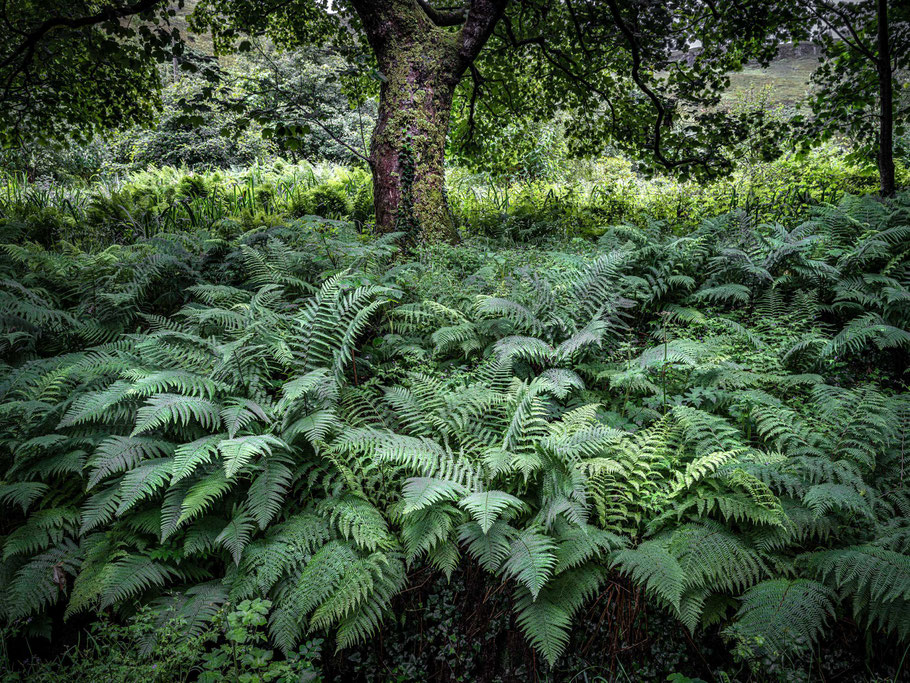 Schottland, Farne, grün