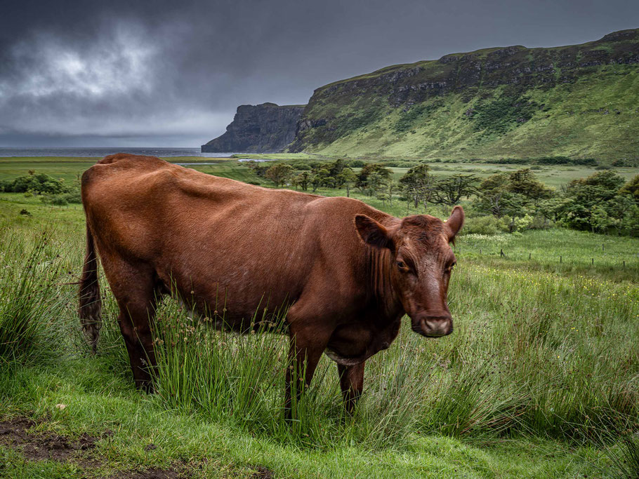 Talisker-Bucht, Kuh, Isle of Skye