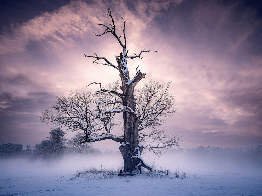 Eisnebel über den winterlichen Elbauen