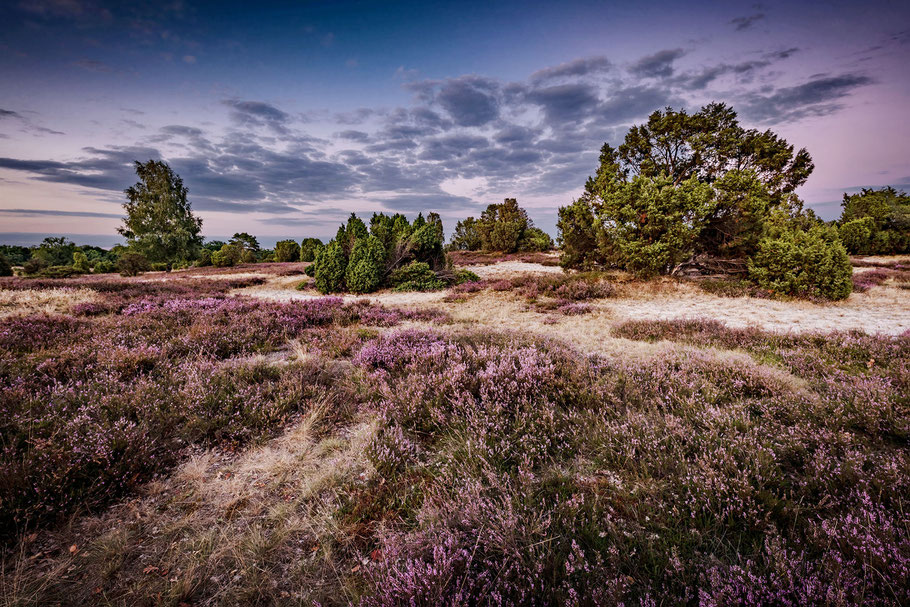 Lüneburger Heide