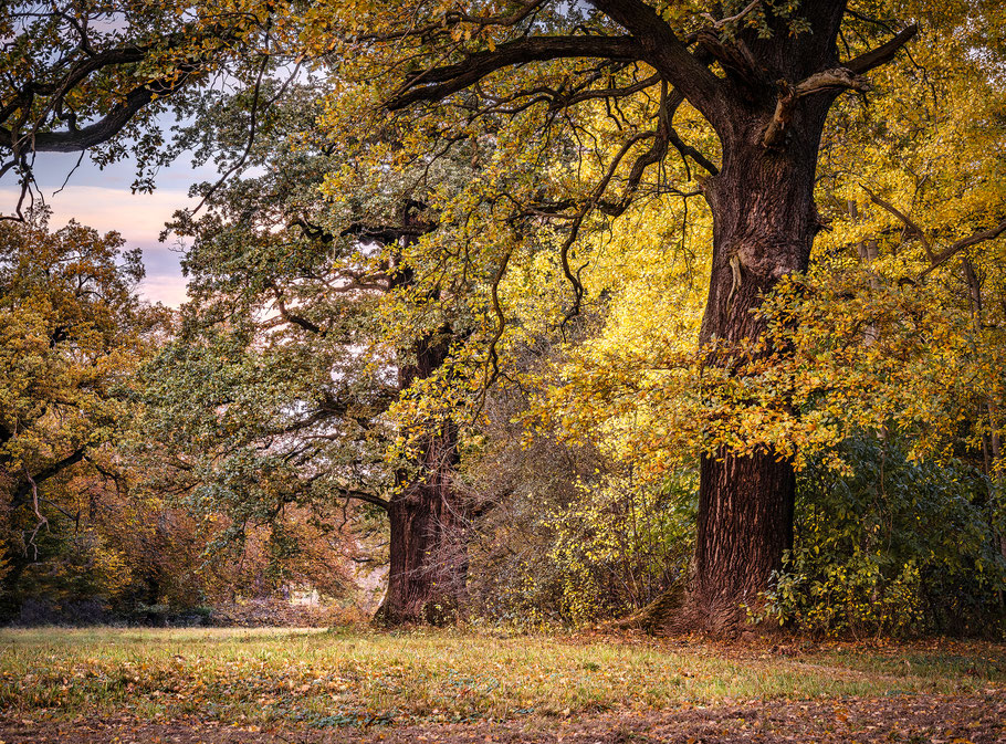 Eichen im herbstlichen Luisium