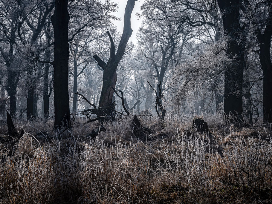 Raureif in den Eichenwälder der Muld- und Elbauen