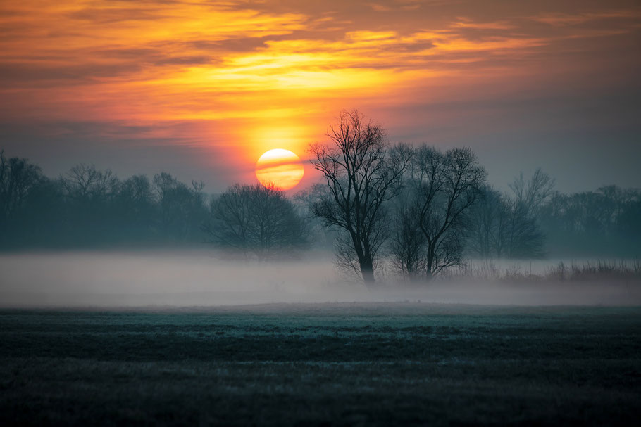 Elbauen im Morgennebel