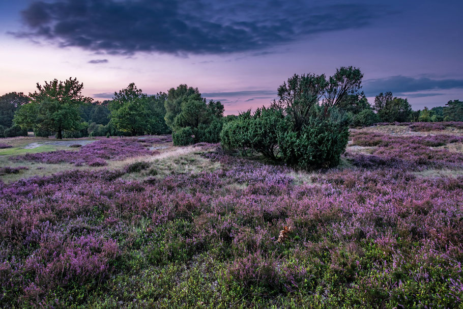 Totengrund, Fotoworkshop Lüneburger Heide, Blaue Stunde, Heide