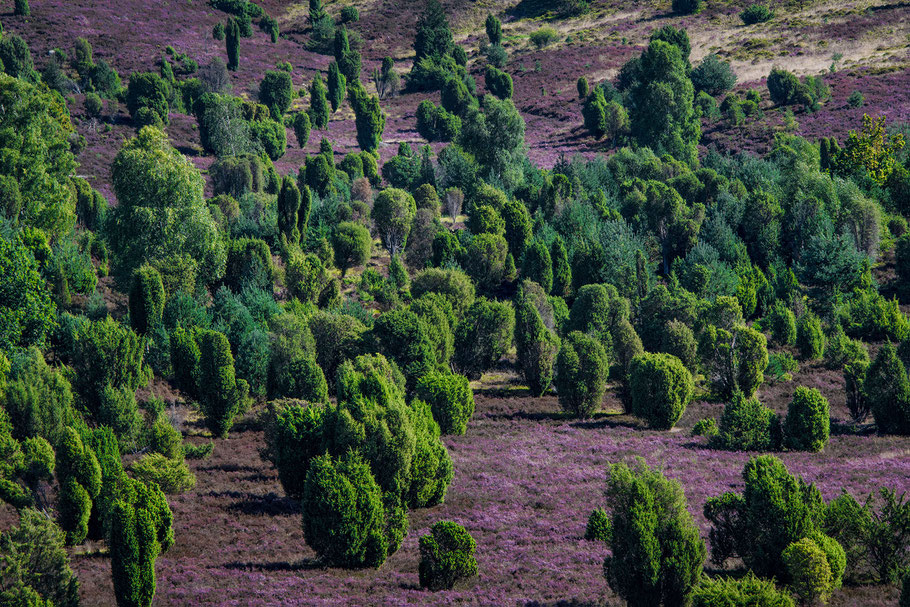 Totengrund, Wilsede, Lüneburger Heide