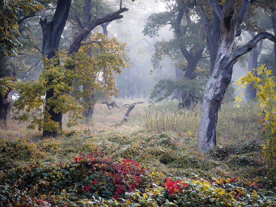 Fotoworkshop im Dessau-Wörlitzer Gartenreich