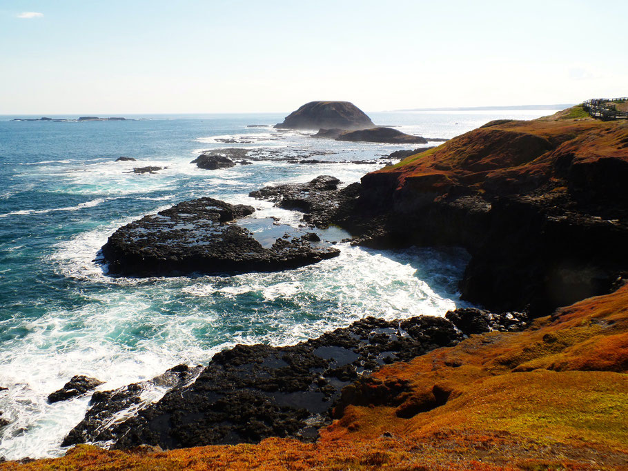 The Noobies, Phillip Island