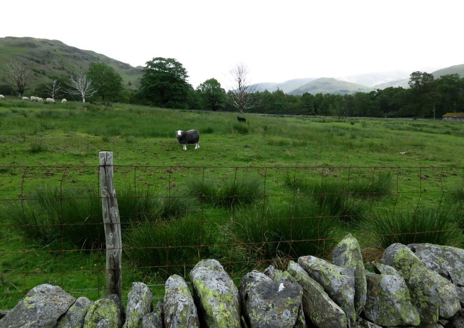 Ein englisches Schaf im Lake District.