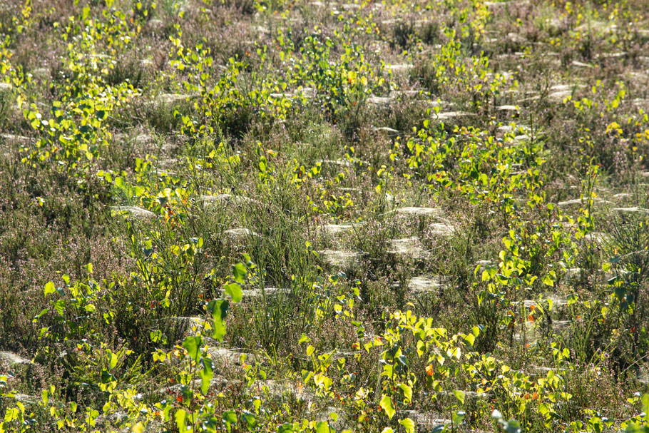 Spinnennetze in der Heide Eckenhagen Wanderung wandern Wacholderweg