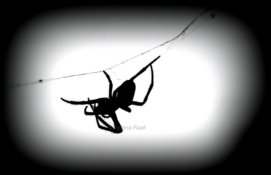 Spinne schwarz weiß