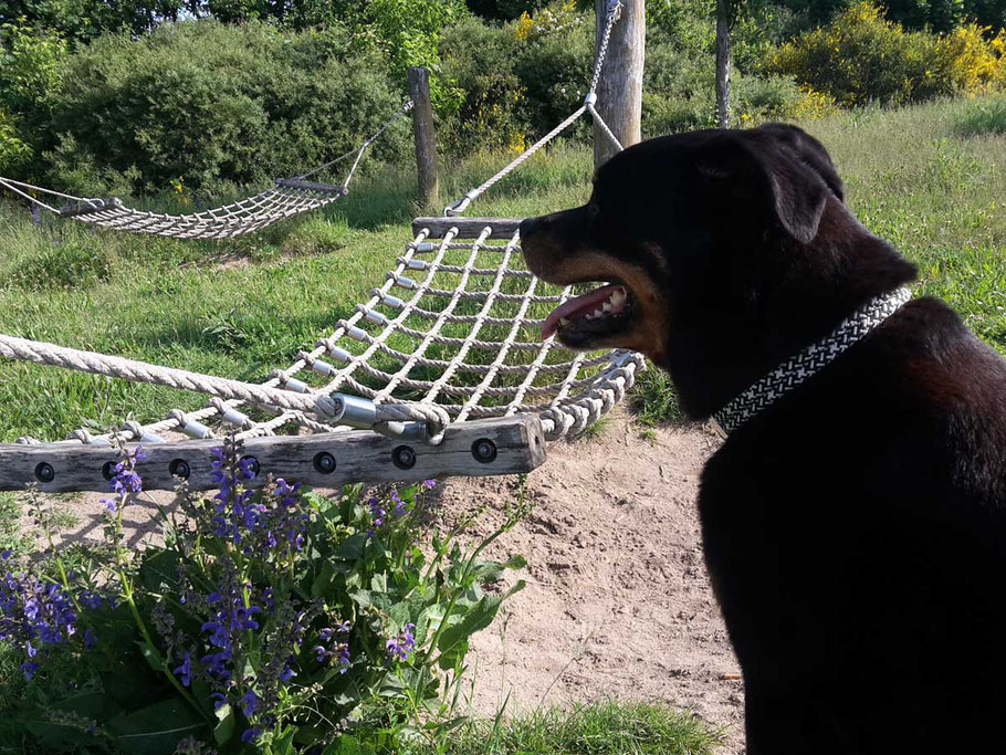 Hundehalsband von Ropes Upcycled