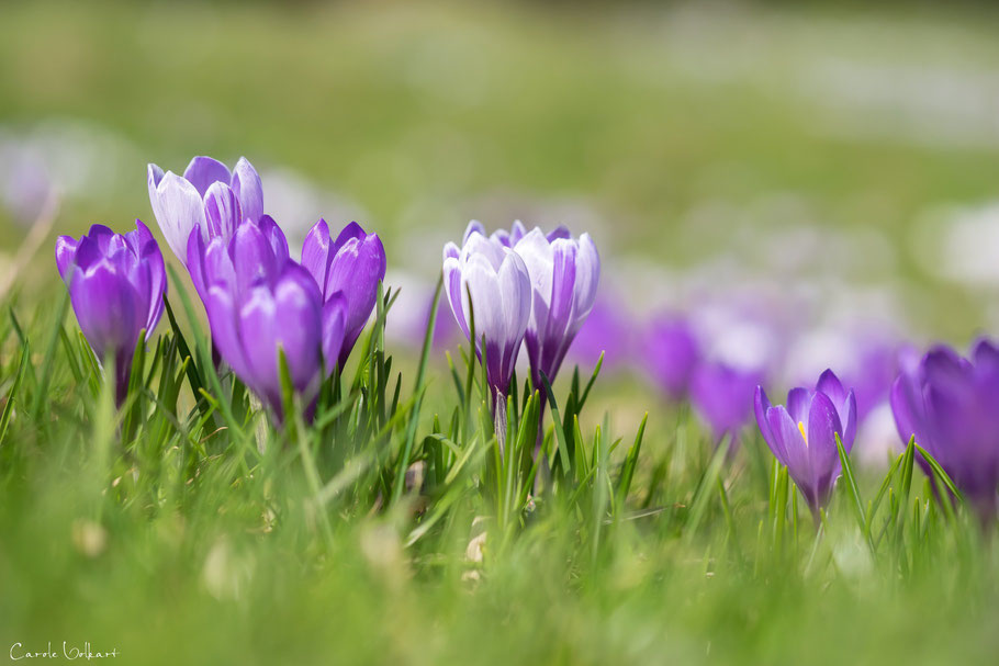 Krokusse, Rämisgummen im Emmental