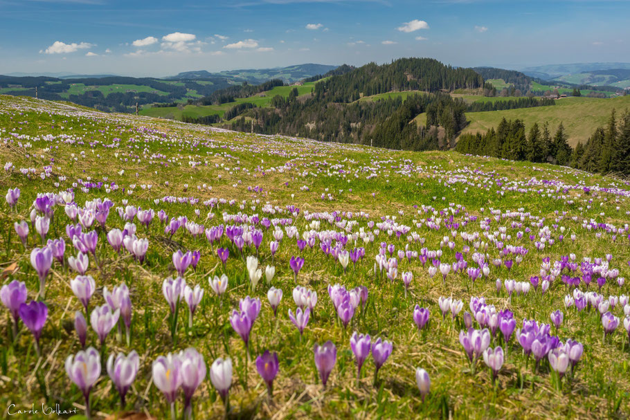 Krokusse, Rämisgummen im Emmental