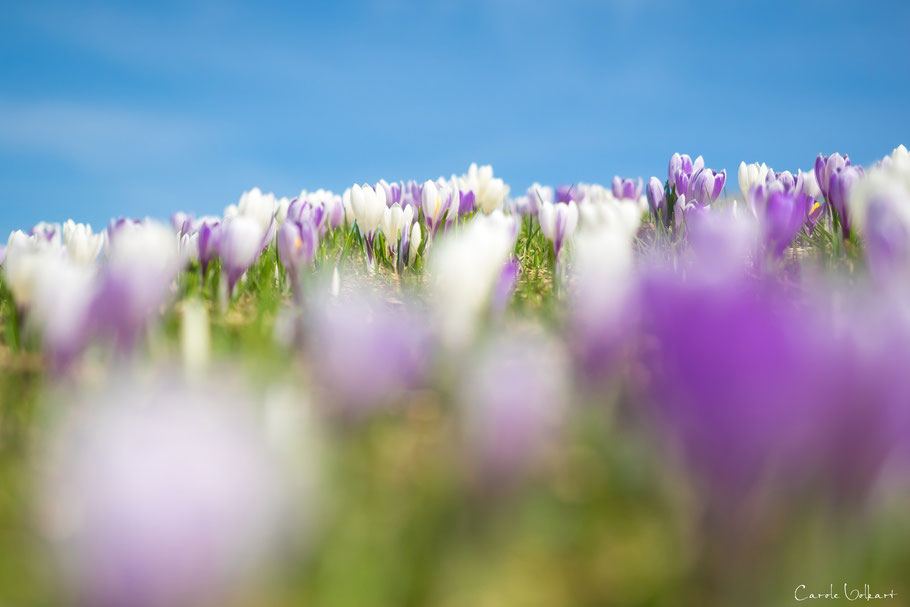 Krokusse, Rämisgummen im Emmental