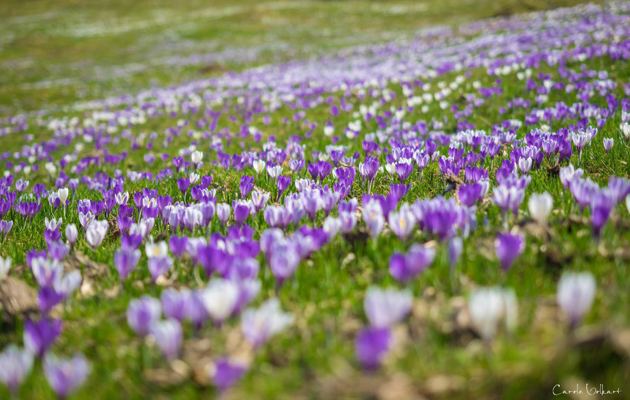 Krokusse, Rämisgummen im Emmental