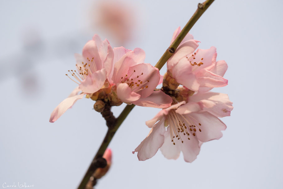 Mandelbaumblüten