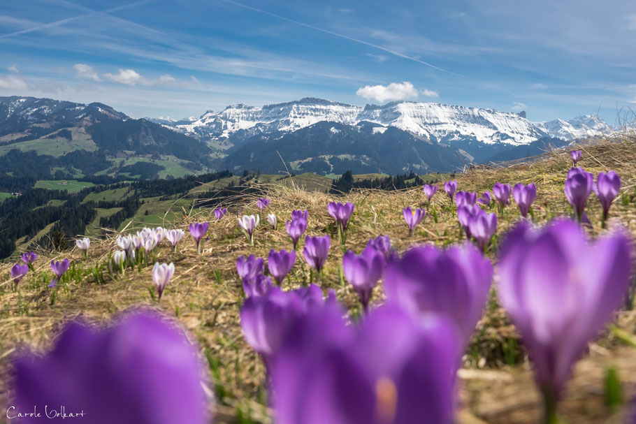 Krokusse, Rämisgummen im Emmental