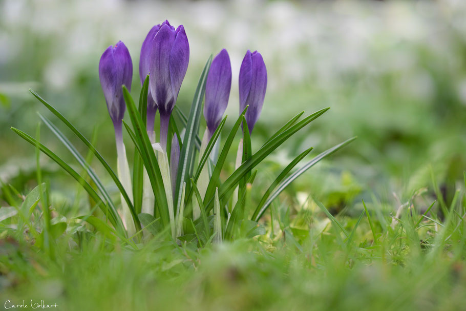 Kleine Krokus-Familie