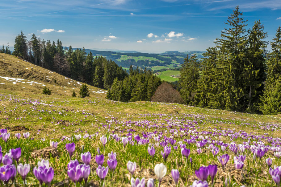 Krokusse, Rämisgummen im Emmental