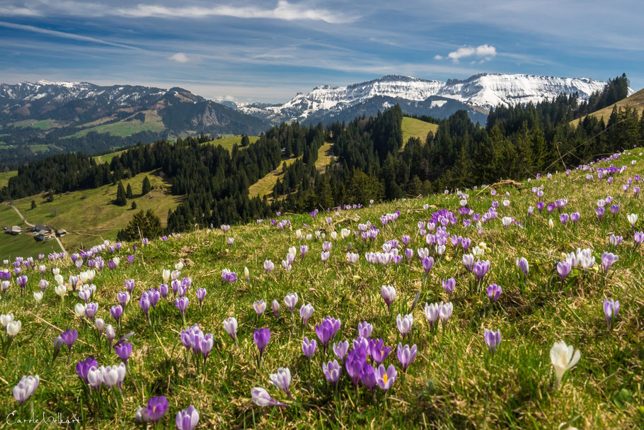 Krokusse, Rämisgummen im Emmental