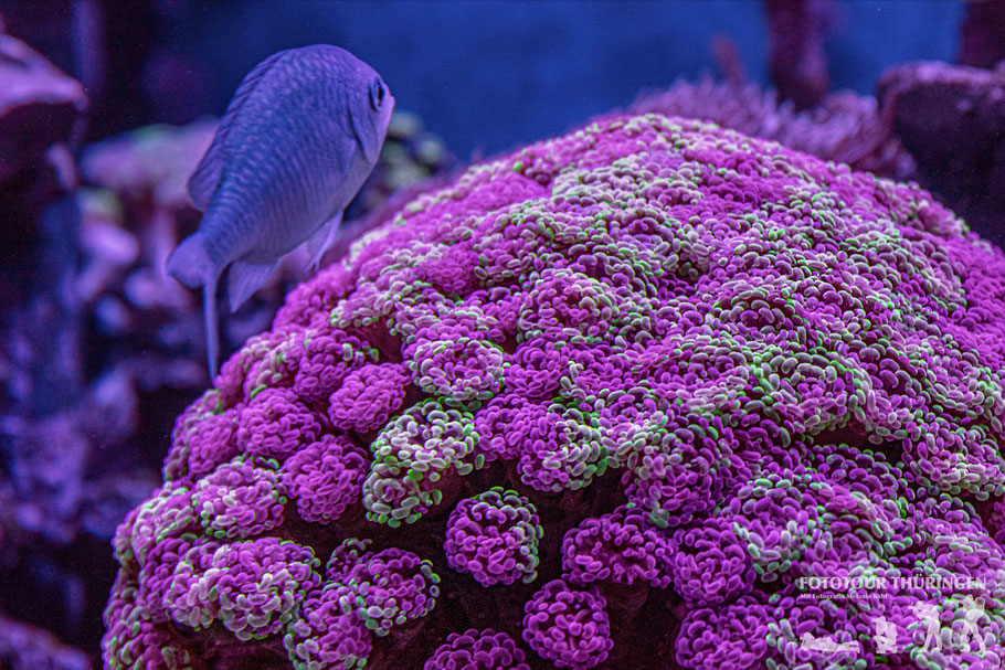 Aquarium Fotokurs - Korallen und Fische richtig fotografieren