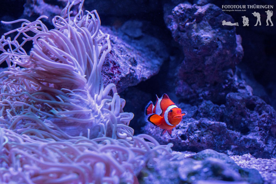 Fotokurs Aquarium richtig fotografieren