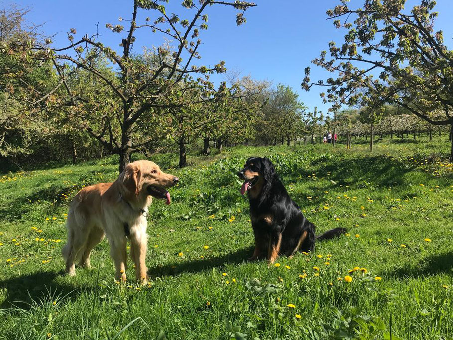 Annabelle mit Kumpel Mika auf dem Streuobstwiesenweg