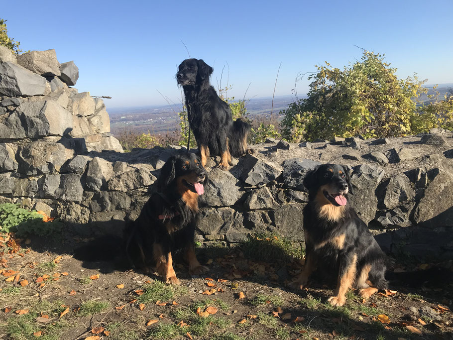 Mit der lieben Verwandschaft auf der Löwenburg,  von links: Baki vom Silberdistelwald, Brooke vom Nattbach, Annabelle vom Silberdistelwald 