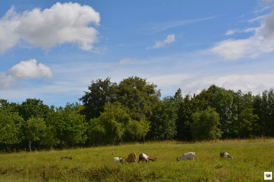 ferme bashkir cosaque cheptel chèvre mouton chevaux chameau animaux nature liberté